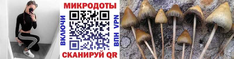 Псилоцибиновые грибы Psilocybe  Купить где  Соль-Илецк 